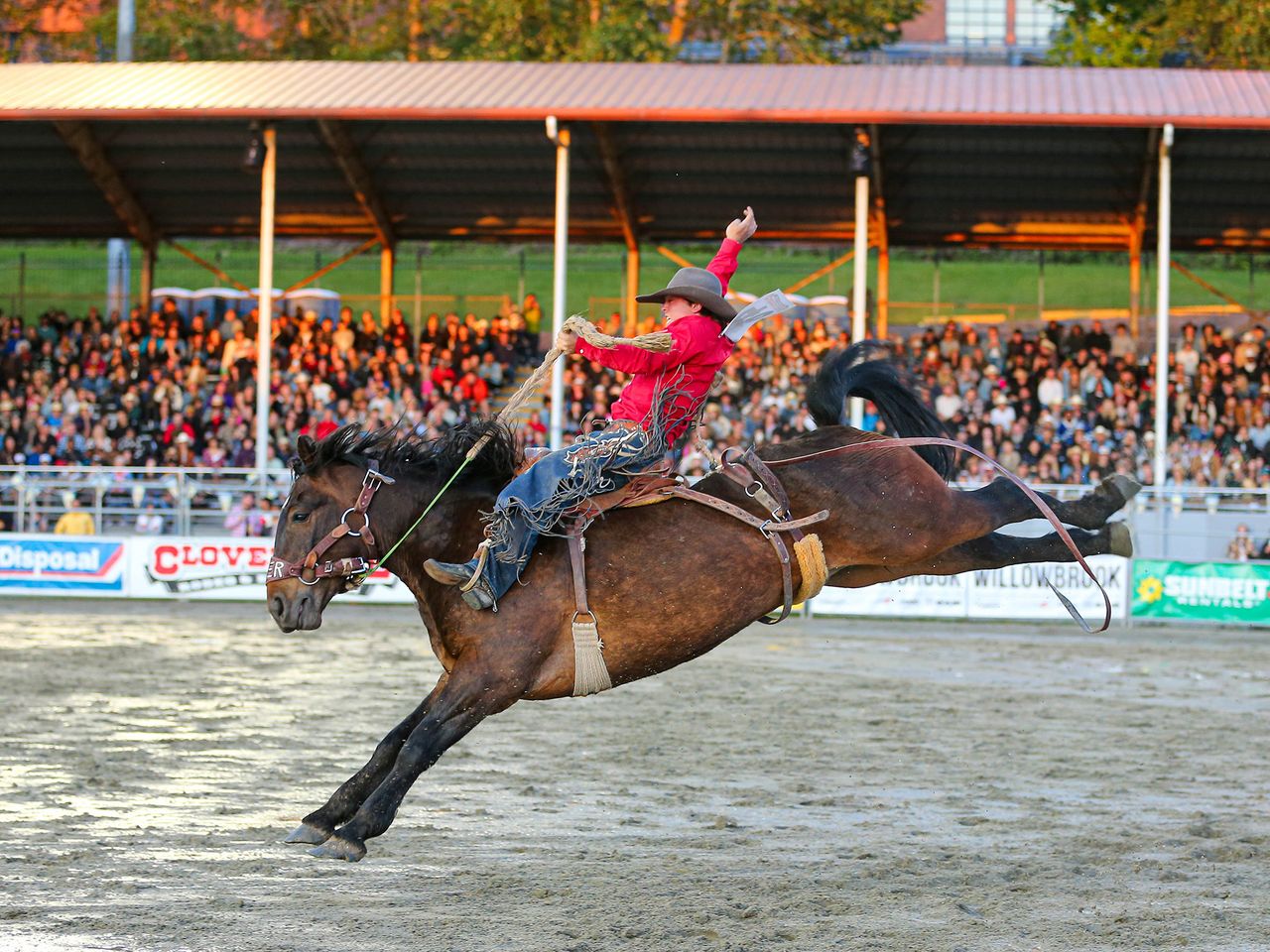 Saddle Bronc 101
