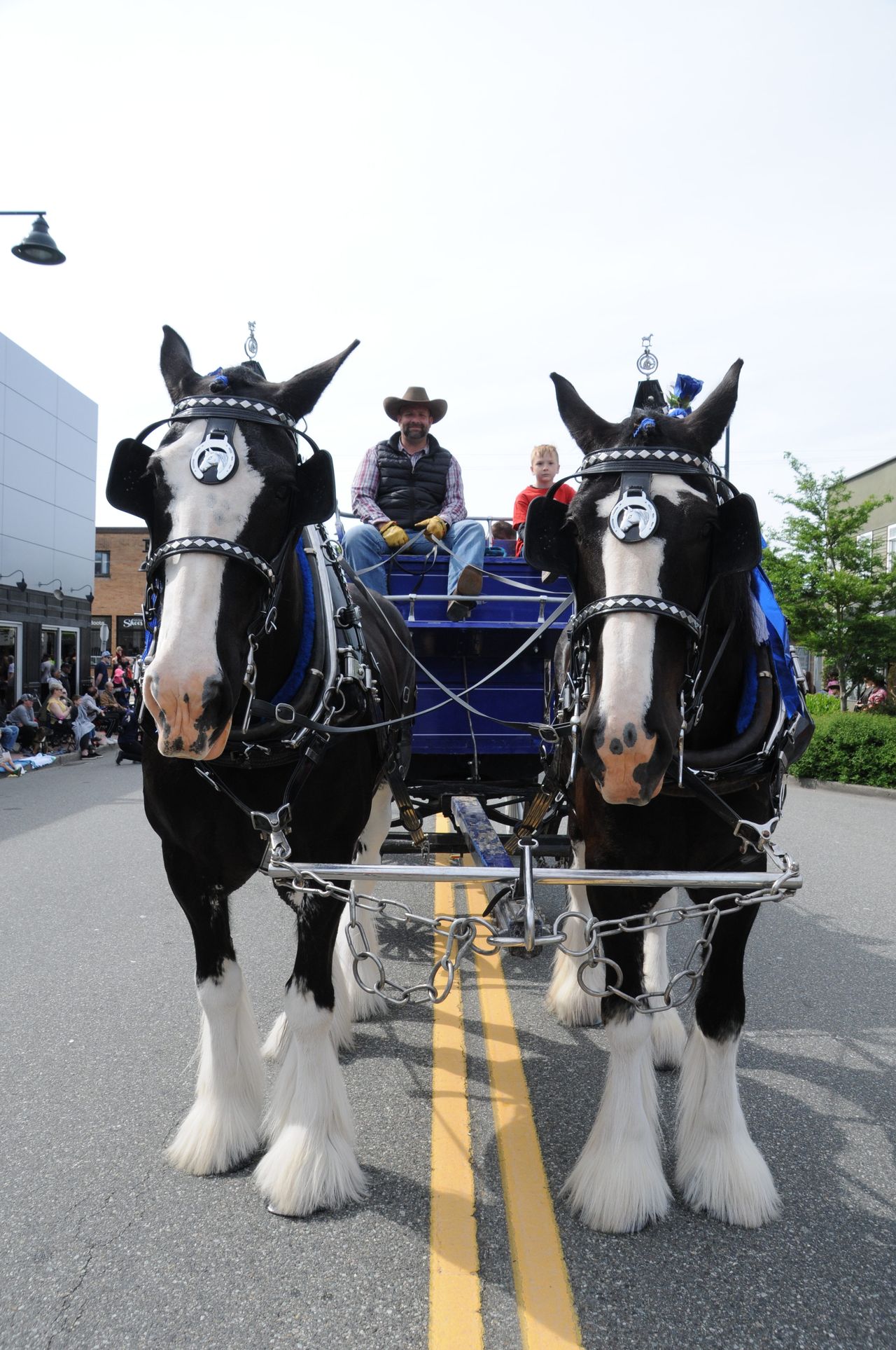 Floats and marchers in the Cloverdale Rodeo Parade