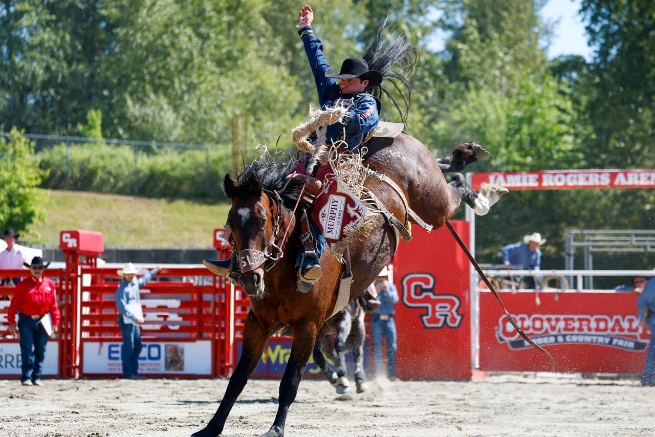 Saddle bronc rider in action at the 2026 Cloverdale Rodeo