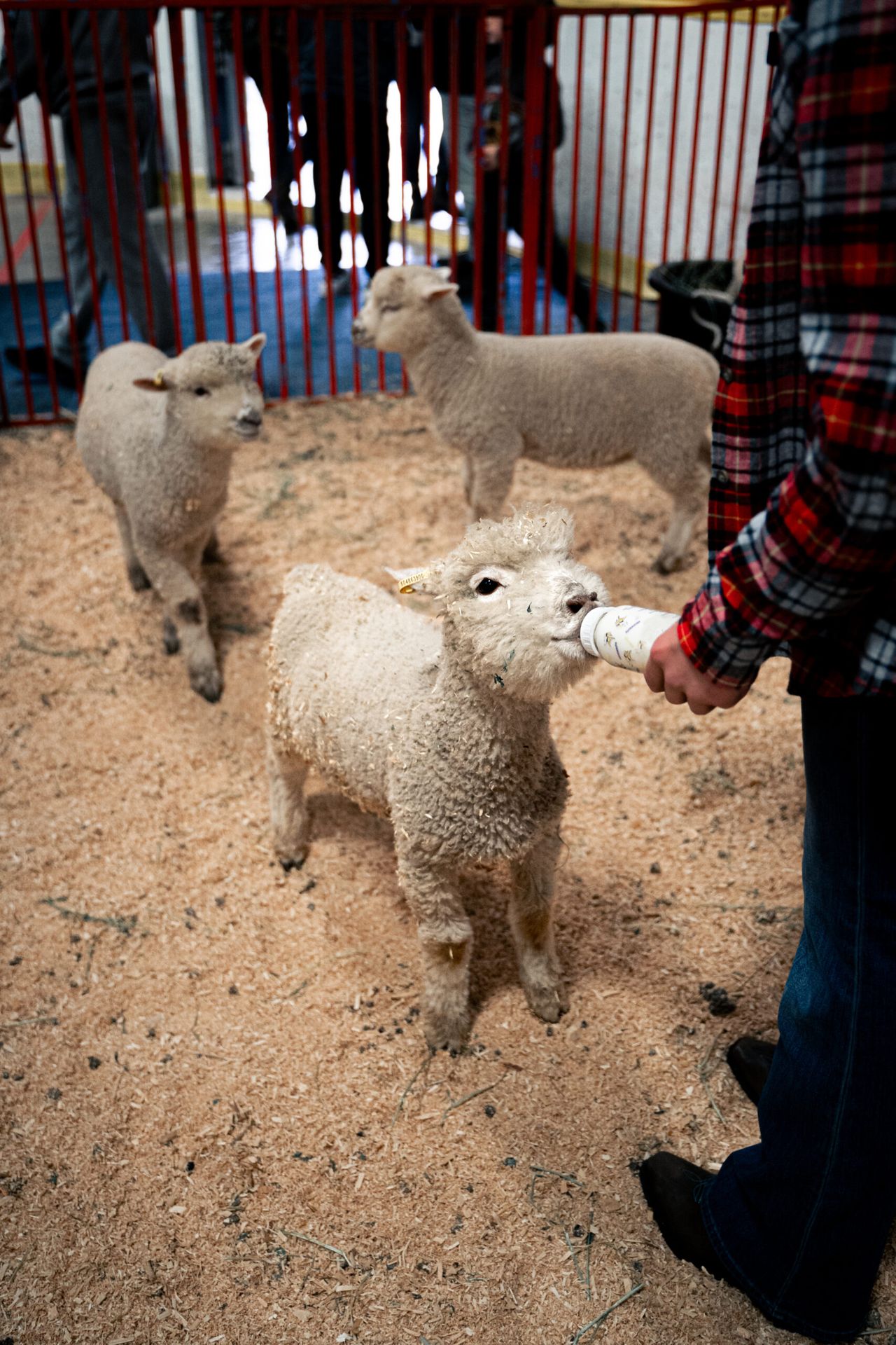 Families interacting with animals at Farm Friendz